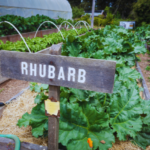 Rhubarb