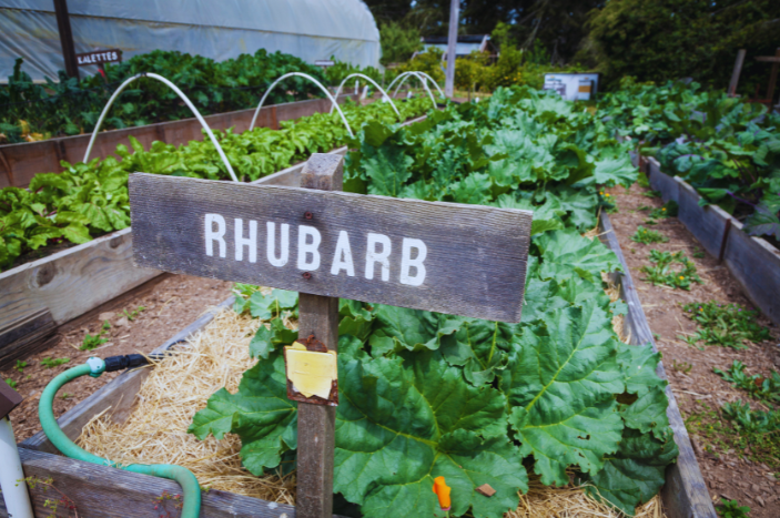 Rhubarb