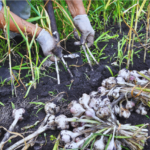 Harvest garlic