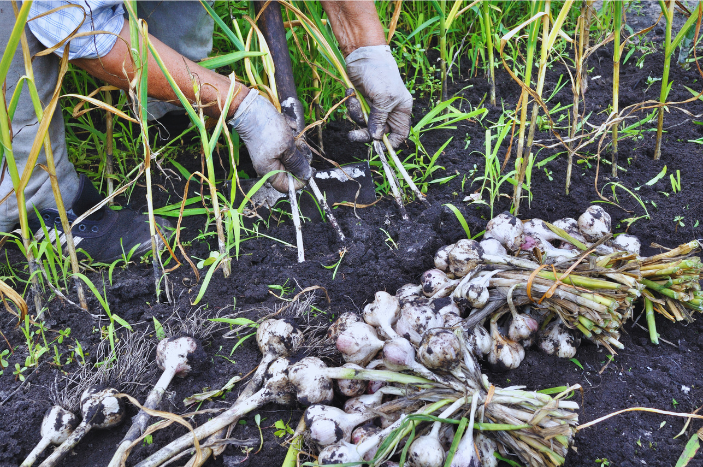 Harvest garlic