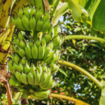 banana trees