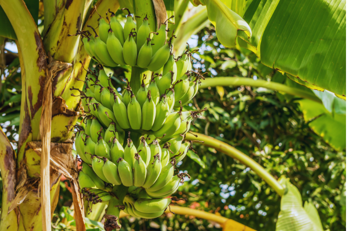 banana trees