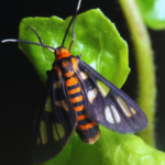 SQUASH VINE BORERS