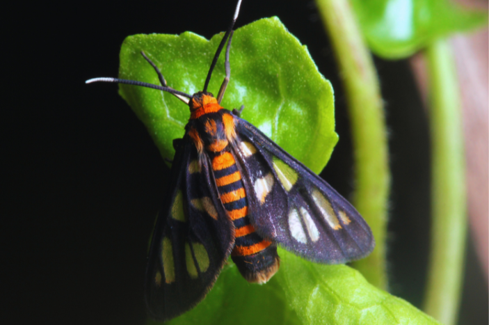 SQUASH VINE BORERS