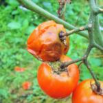 Tomato disease