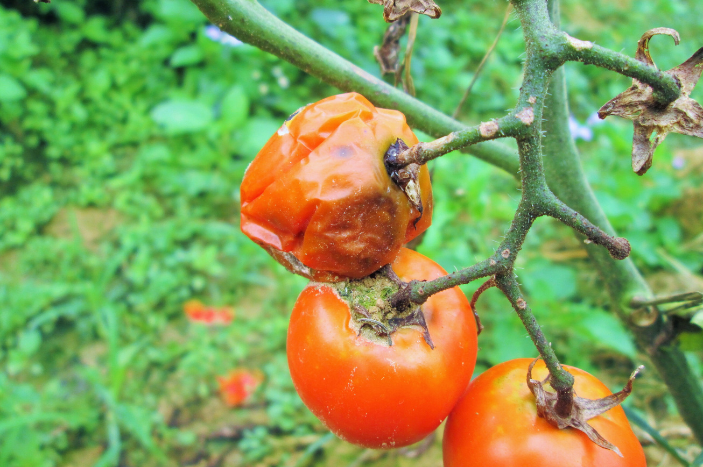 Tomato disease