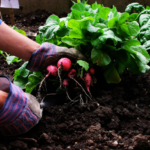 Vegetable Gardening