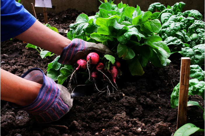 Vegetable Gardening