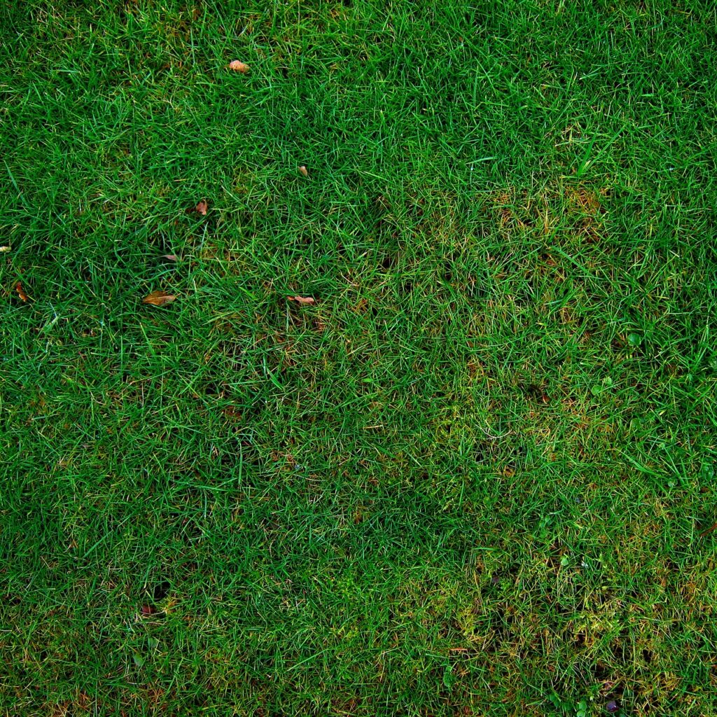 lawn