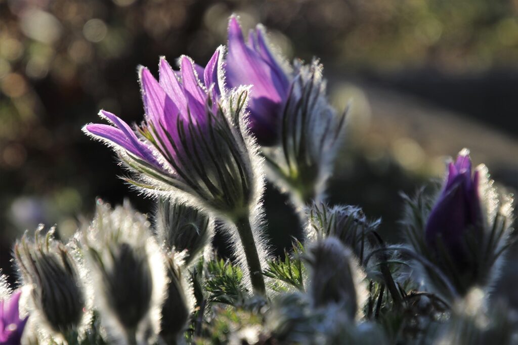 cool season flowers