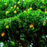 mango trees