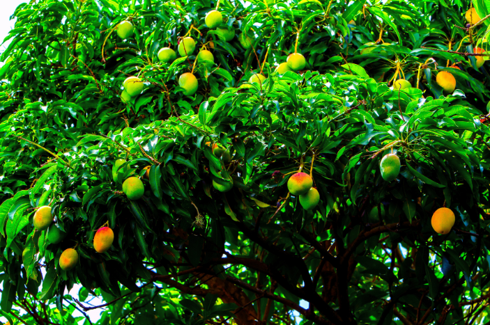 mango trees