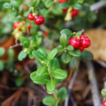 lingonberries