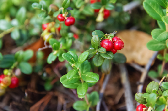 lingonberries