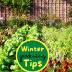 winter gardening tips