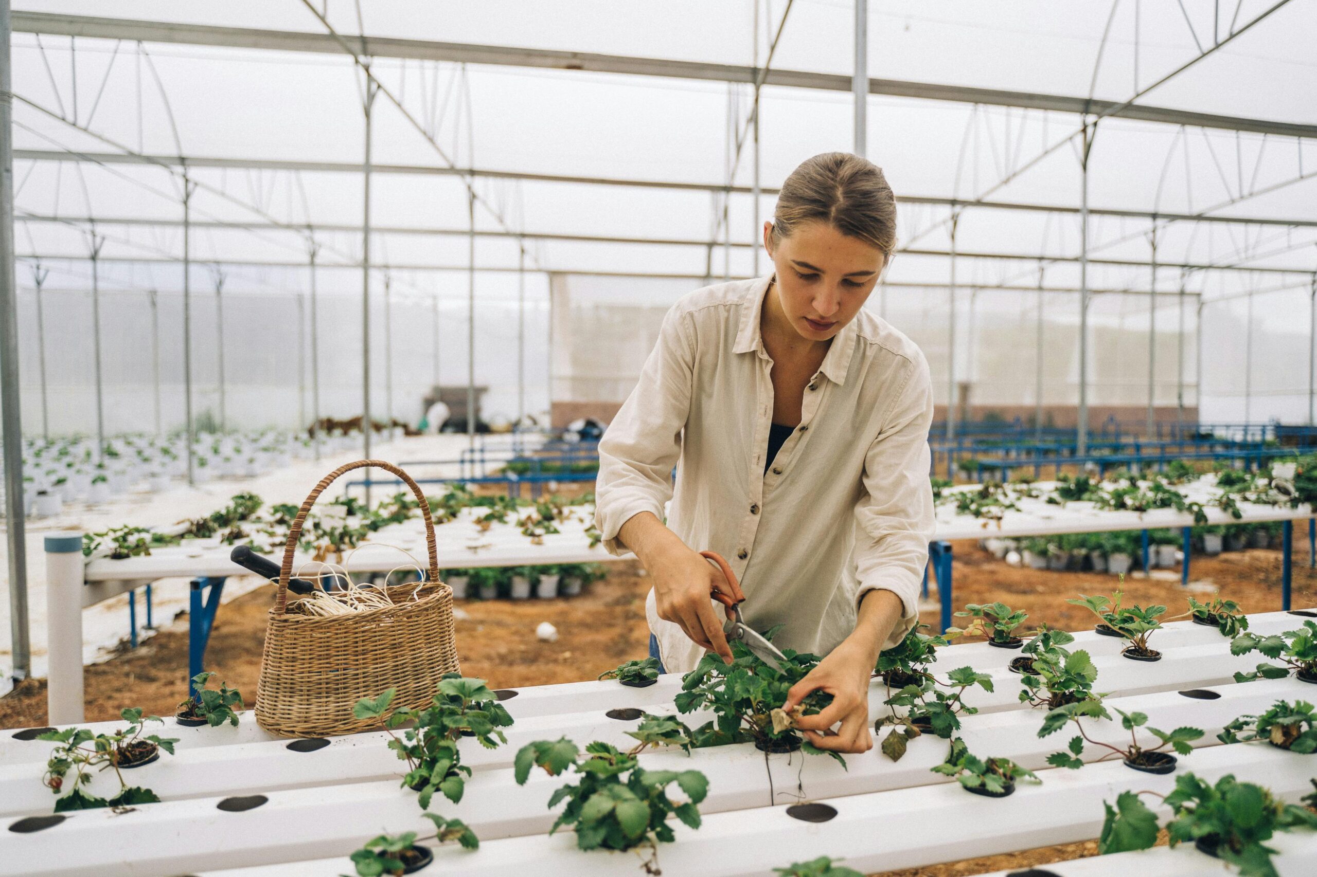 hydroponic gardens